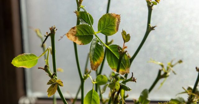 Почему желтеют листья у комнатной розы и что с этим делать? Почему желтеют листья у комнатной розы и что с этим делать?
