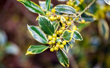10 вечнозеленых растений, которые украсят сад зимой 10 вечнозеленых растений, которые украсят сад зимой