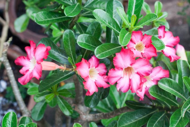 Адениум (Adenium) Адениум (Adenium)