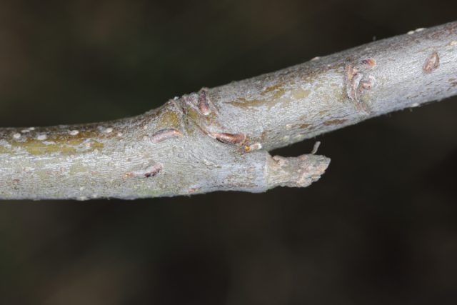 Щитовка яблонная запятовидная (Lepidosaphes ulmi)