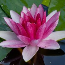 Форма кувшинки белой ‘Nymphaea var. Аlba-Rubra’ Форма кувшинки белой ‘Nymphaea var. Аlba-Rubra’