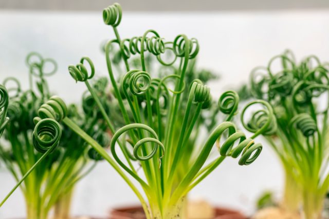 Альбука спиральная (Albuca spiralis) Альбука спиральная (Albuca spiralis)
