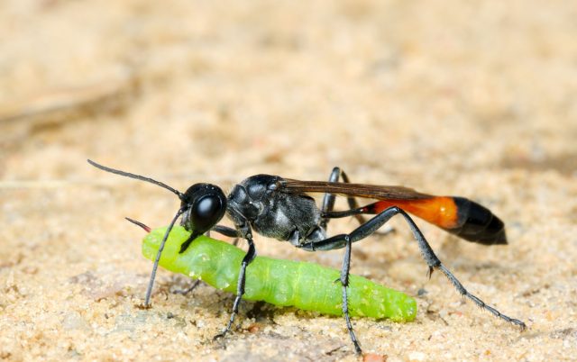 Аммофила песчаная (Ammophila sabulosa) Аммофила песчаная (Ammophila sabulosa)