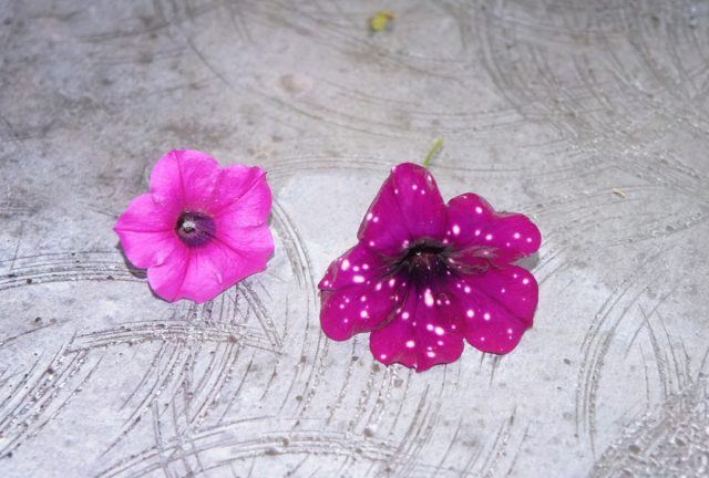 Петуния фиолетовая, или петуния виолацеа — это разновидность дикой петунии с фиолетовыми цветками. Большинство современных сортов, по сравнению с ней, имеют более крупные цветки (справа)