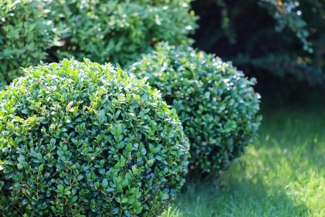 Самшит (Buxus) Самшит (Buxus)