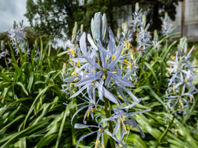 Луковицы камассии Кузика (Camassia cusickii) славятся отталкивающим запахом