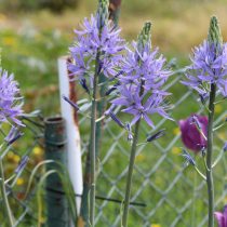 Камассиия Лейхтлина «Каэрулеа» (Camassia leichtlinii 'Caerulea')
