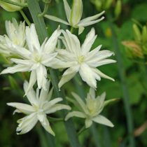 Камассия Лейхтлина «Семиплена» (Camassia leichtlinii 'Semiplena')