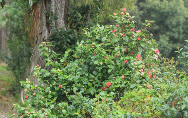 Камелия японская «Альба симплекс» (Camellia japonica 'Alba simplex')