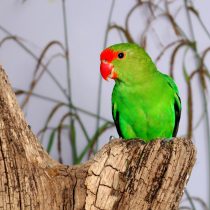 Попугай чернокрылый (Agapornis taranta) Попугай чернокрылый (Agapornis taranta)