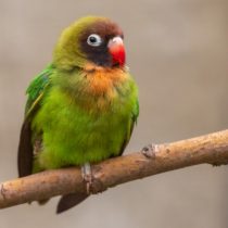 Попугай чернощекий (Agapornis nigrigenis) Попугай чернощекий (Agapornis nigrigenis)