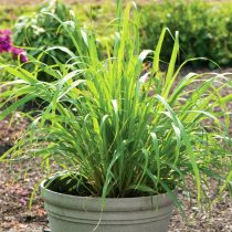 Цимбопогон (Cymbopogon) Цимбопогон (Cymbopogon)