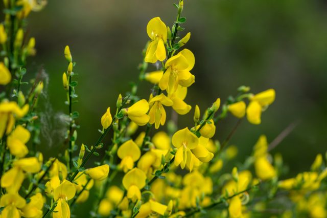 Ракитник (Cytisus) Ракитник (Cytisus)