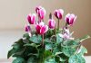 Цикламен — как ухаживать после покупки и что важно учитывать?