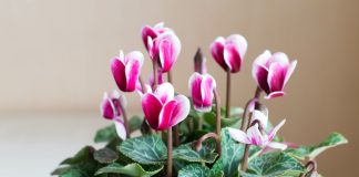 Цикламен — как ухаживать после покупки и что важно учитывать?