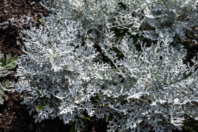 Цинерария морская «Серебряная пыль» (Jacobaea maritima ‘Silver Dust’) Цинерария морская «Серебряная пыль» (Jacobaea maritima ‘Silver Dust’)