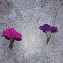 Цветки фиолетовой петунии имеют воронкообразную, а не узкотрубчатую форму