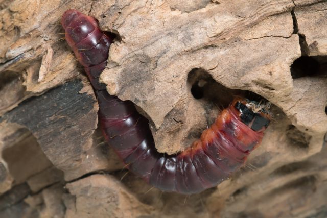 Древоточец пахучий (Cossus cossus) Древоточец пахучий (Cossus cossus)