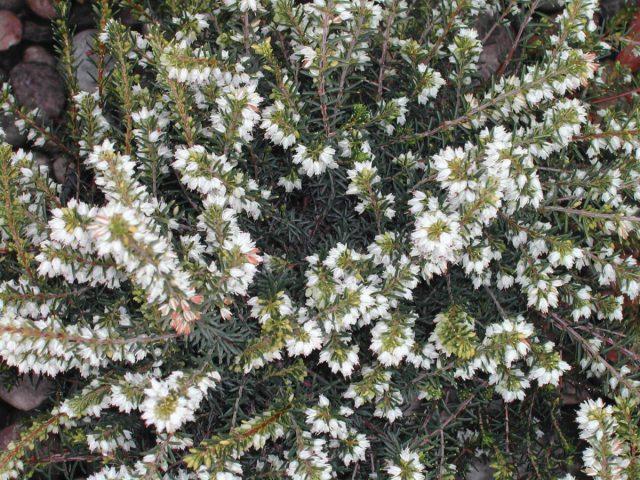 Эрика дарленская «Вайт Перфекшн» (Erica darleyensis ‘White Perfection’) Эрика дарленская «Вайт Перфекшн» (Erica darleyensis ‘White Perfection’)