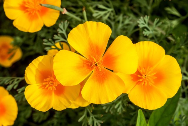 Калифорнийский мак (Eschscholzia californica) Калифорнийский мак (Eschscholzia californica)