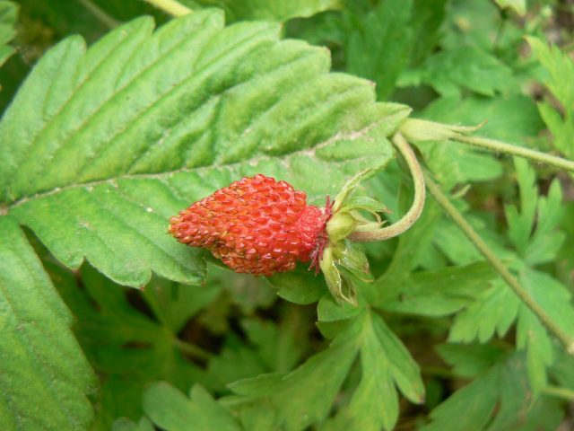 В России большие территории занимает также земляника восточная (Fragaria orientalis) – в Сибири и на Дальнем Востоке В России большие территории занимает также земляника восточная (Fragaria orientalis) – в Сибири и на Дальнем Востоке