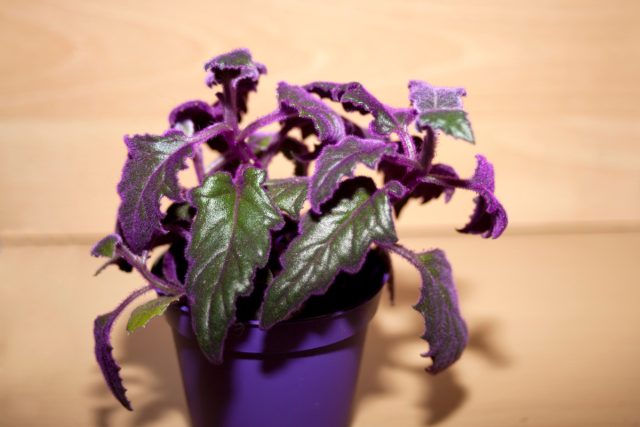 Гинура оранжевая (Gynura aurantiaca) Гинура оранжевая (Gynura aurantiaca)