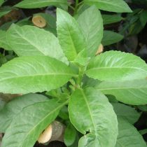 Гинура распростёртую (Gynura Procumbens) Гинура распростёртую (Gynura Procumbens)