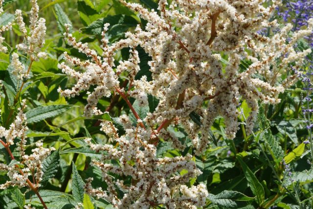Горец изменчивый (Persicaria polymorpha) – это гигантское растение с большими кремово-белыми перистыми соцветиями Горец изменчивый (Persicaria polymorpha) – это гигантское растение с большими кремово-белыми перистыми соцветиями
