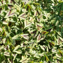 Горец мелкоголовый «Перпл Фэнтэзи» (Persicaria microcephala 'Purple Fantasy') Горец мелкоголовый «Перпл Фэнтэзи» (Persicaria microcephala 'Purple Fantasy')