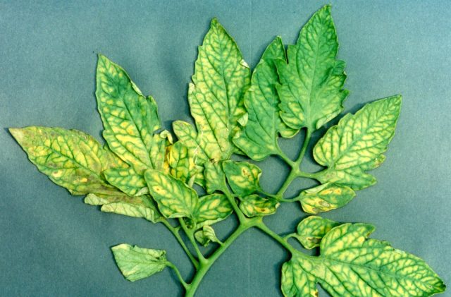 Недостаток некоторых микроэлементов также может вызвать пожелтение листьев (хлороз). Когда растению томата не хватает магния, железа, серы или цинка — оно не может производить хлорофилл. Это приводит к тому, что листья желтеют, а жилки остаются ярко-зелеными