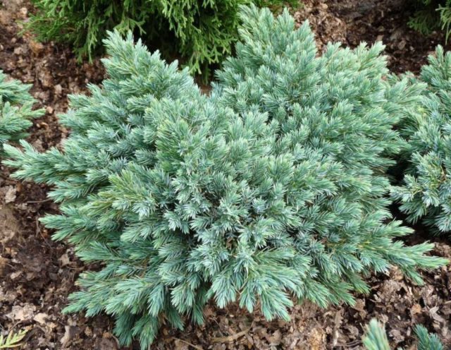 Можжевельник чешуйчатый «Голубая звезда» (Juniperus squamata ‘Blue Star’)
