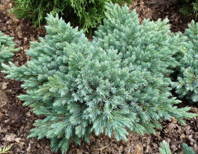 Можжевельник чешуйчатый «Голубая звезда» (Juniperus squamata ‘Blue Star’) Можжевельник чешуйчатый «Голубая звезда» (Juniperus squamata ‘Blue Star’)