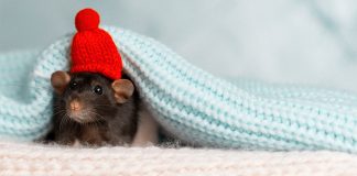 Как избавиться от мышей?