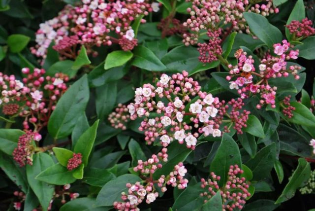 Калина лавролистная «Ева Прайс» (Viburnum tinus ‘Eve Price‘) Калина лавролистная «Ева Прайс» (Viburnum tinus ‘Eve Price‘)