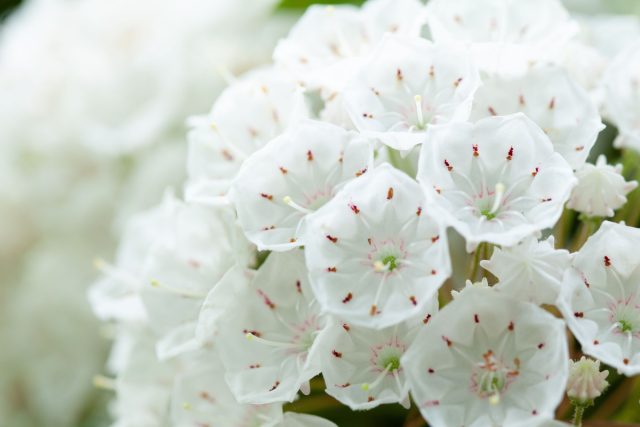 Кальмия (Kalmia) Кальмия (Kalmia)