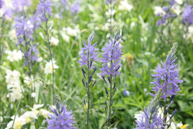 Используйте камассии для различных цветочных композиций. Собирайте их в массу или размещайте группами для акцентов. Самое подходящее место для посадки – газоны, многолетние бордюры и контейнеры