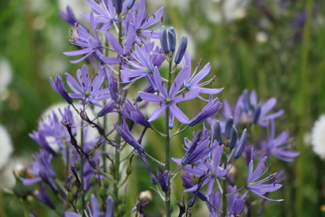 Камассия квамаш (Camassia quamash)