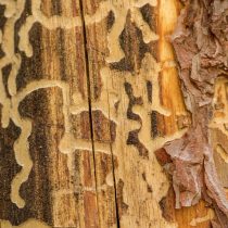 Повреждения жука-короеда на дереве