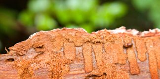 Стволовые вредители — кто грызёт деревья изнутри и как с ними бороться?