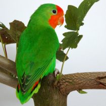 Попугай краснолицый (Agapornis pullarius) Попугай краснолицый (Agapornis pullarius)