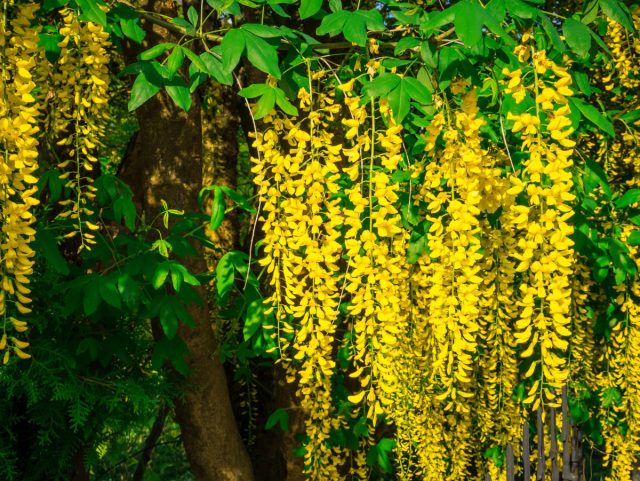 Бобовник (Laburnum) Бобовник (Laburnum)