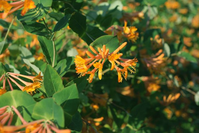 Жимолость Тельмана (Lonicera tellmanniana) Жимолость Тельмана (Lonicera tellmanniana)