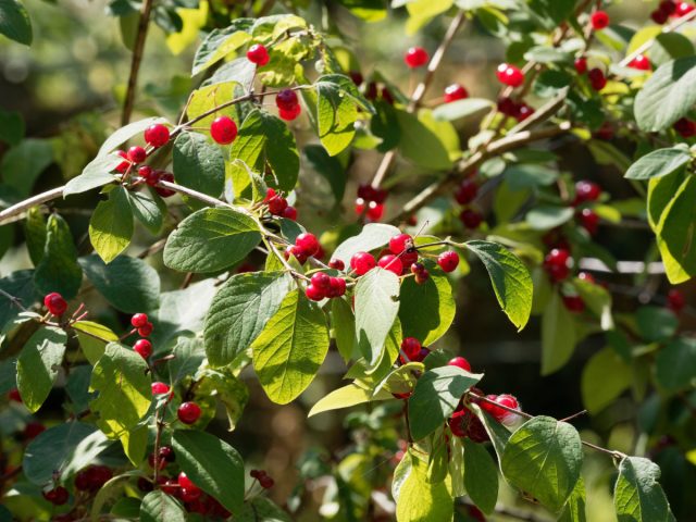 Жимолость обыкновенная (Lonicera xylosteum) Жимолость обыкновенная (Lonicera xylosteum)