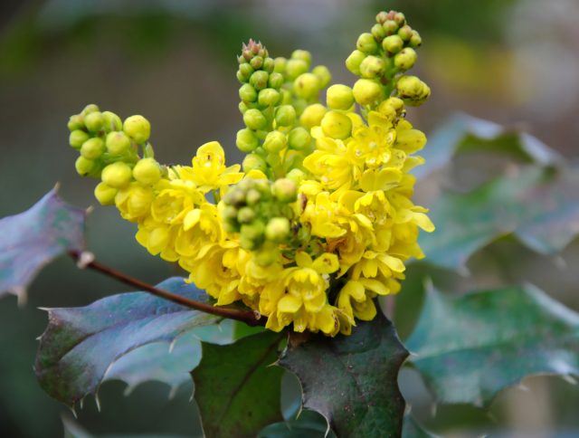 У магония падуболистной (Berberis aquifolium) ароматные золотисто-желтые цветки, которые собраны в кисти 5-7 см длиной. Они появляются весной и привлекательны для опылителей, таких как пчелы и бабочки У магония падуболистной (Berberis aquifolium) ароматные золотисто-желтые цветки, которые собраны в кисти 5-7 см длиной. Они появляются весной и привлекательны для опылителей, таких как пчелы и бабочки