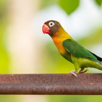 Попугай масковый (Agapornis personatus) Попугай масковый (Agapornis personatus)