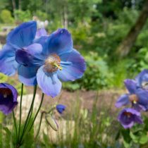 Гималайский голубой мак (Meconopsis baileyi) Гималайский голубой мак (Meconopsis baileyi)