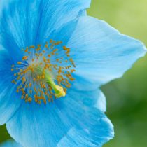 Голубой мак (Meconopsis betonicifolia) Голубой мак (Meconopsis betonicifolia)