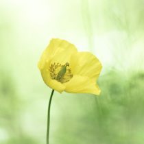 Валлийский мак (Meconopsis cambrica) Валлийский мак (Meconopsis cambrica)