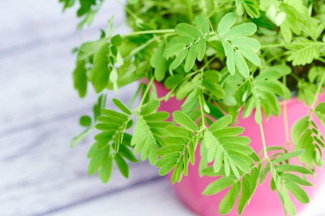 Мимоза стыдливая (Mimosa pudica) Мимоза стыдливая (Mimosa pudica)