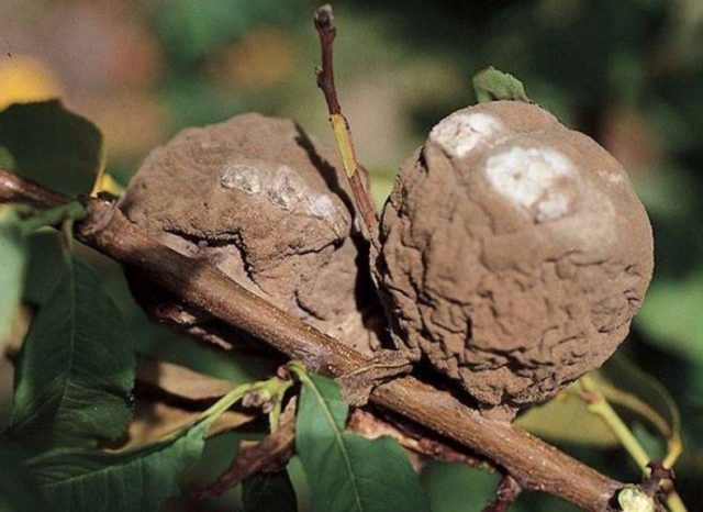 Монолиоз — ещё одно грибковое заболевание, которое регулярно поражает персиковые деревья, и в основном косточковые